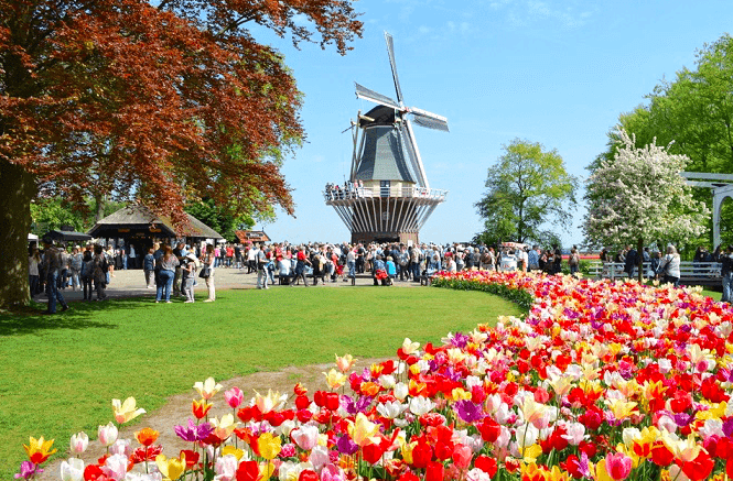 windmill and tulip flowers are part of the Great places in Europe To Visit in March
