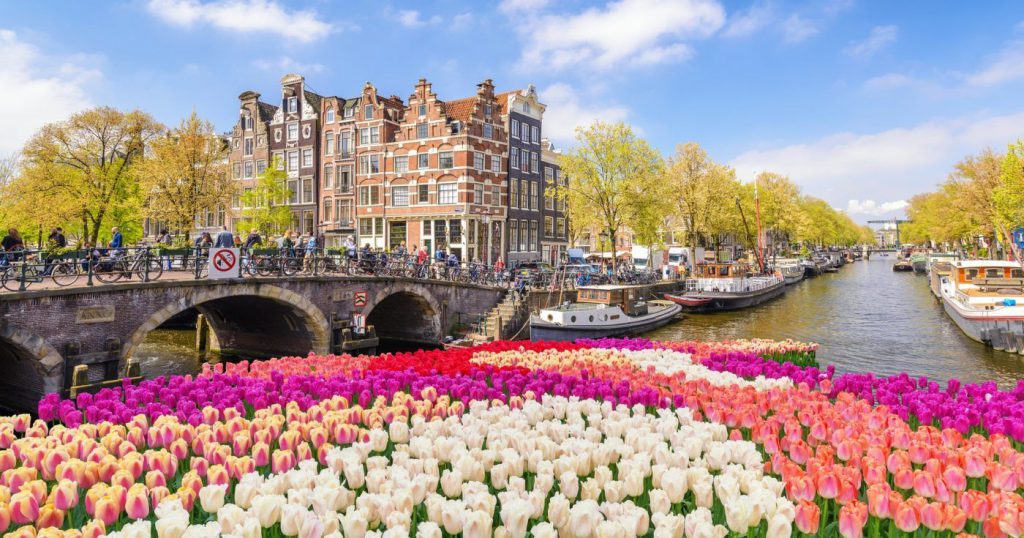 tulpės Nyderlanduose
