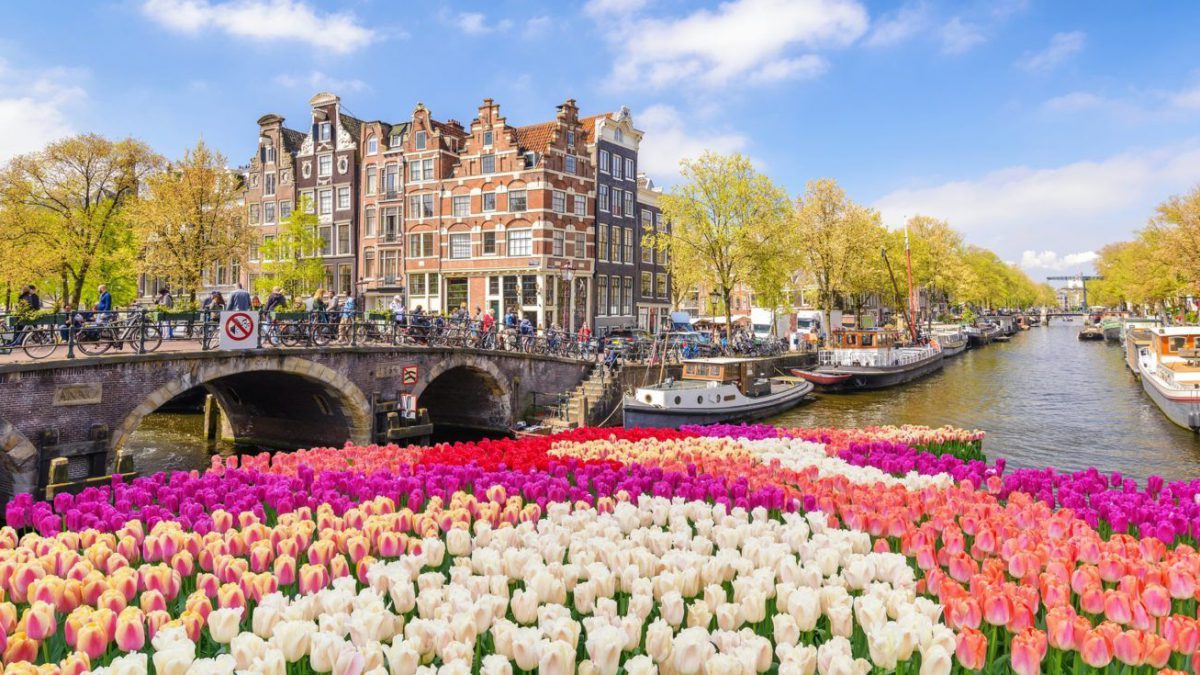 tulipány v Holandsku
