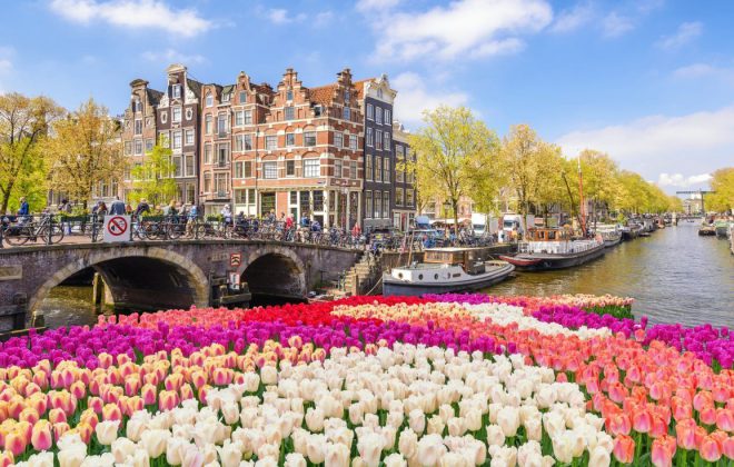 tulipaner i Nederland