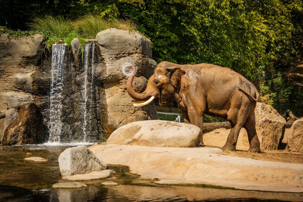 Schonbrunn Zoo In Vienna Elephant