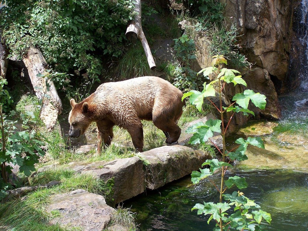 Bear in Alpine Zoo In Innsbruck