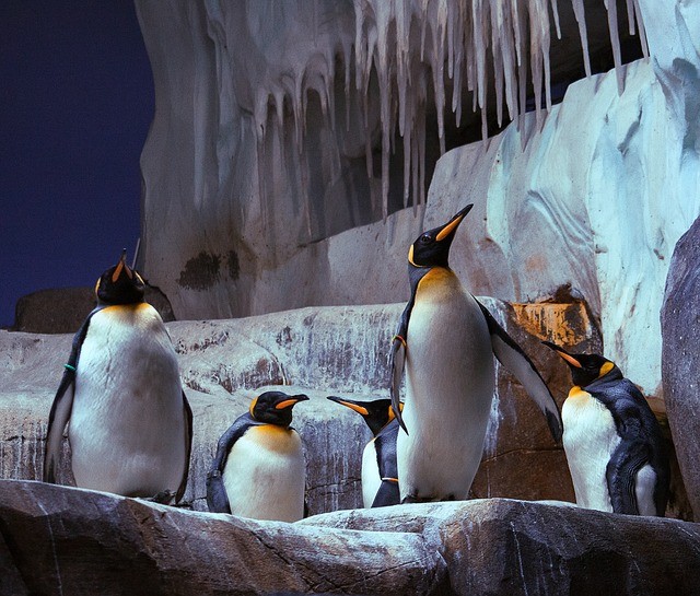 Hamburg Hagenbeck Tierpark Penguin