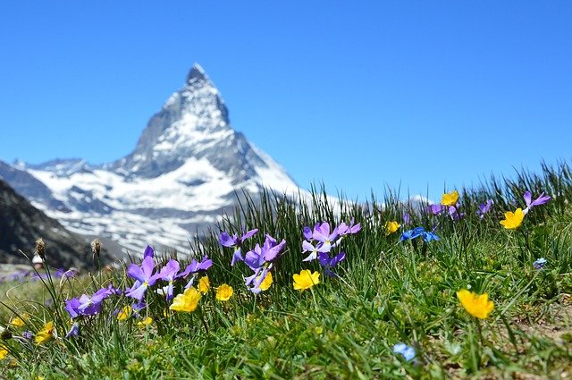 Scenic Wildlife Destinations In The World: Wengen Flowers of the Swiss Alps