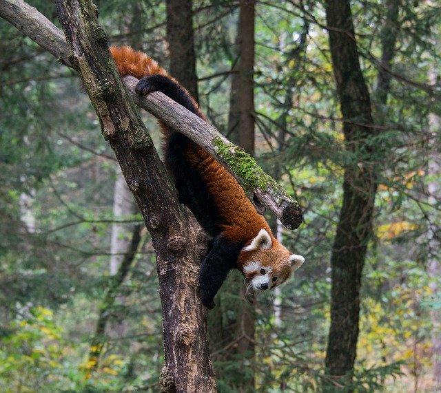 Animal on a tree in Jiuzhaigou Valley, China