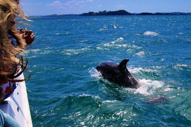 Wildlife Dolphin in Liguria In Italy