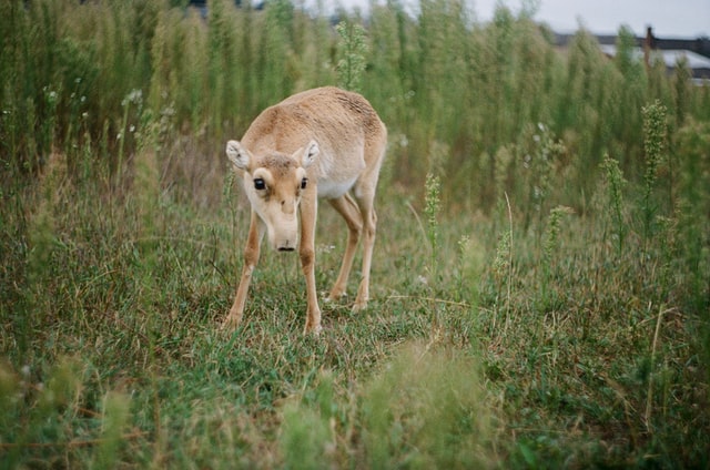 Saiga is the wild in Europe