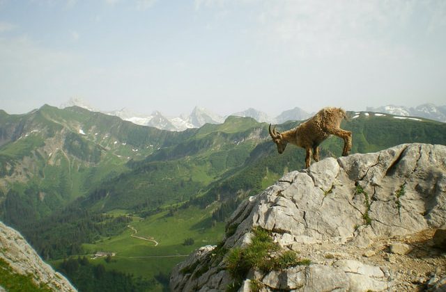 gyvūnas ant kalno viršūnės
