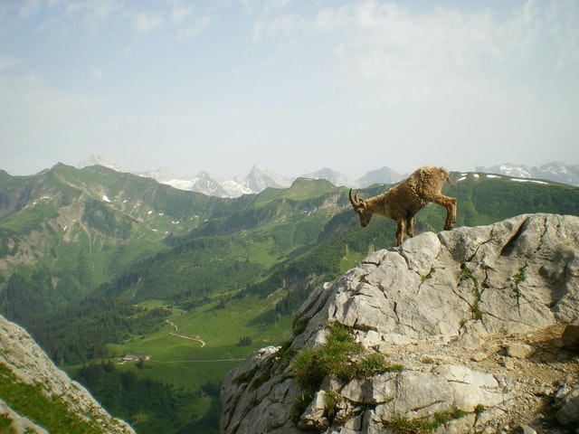 dyr på toppen af ​​et bjerg