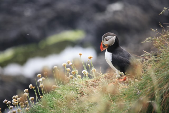 Puffin is a Unique Animals To See In Europe