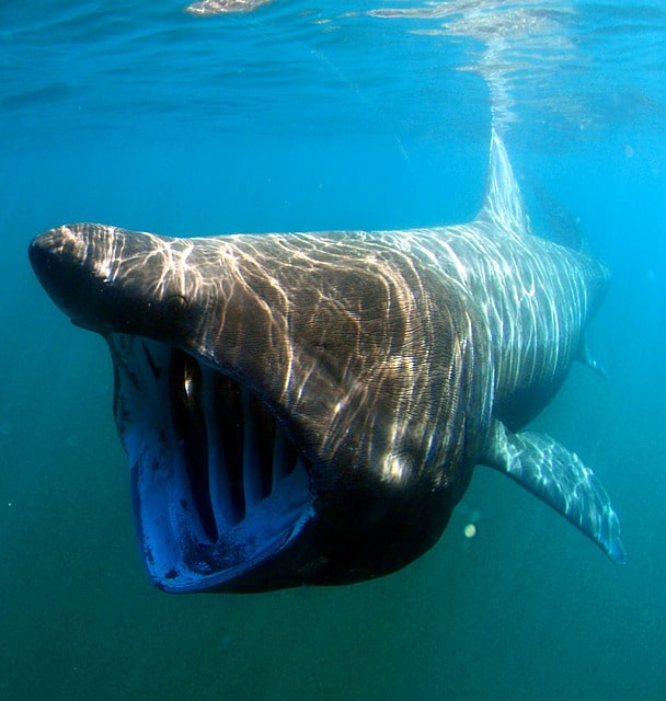 Basking Sharks looks similar to whales