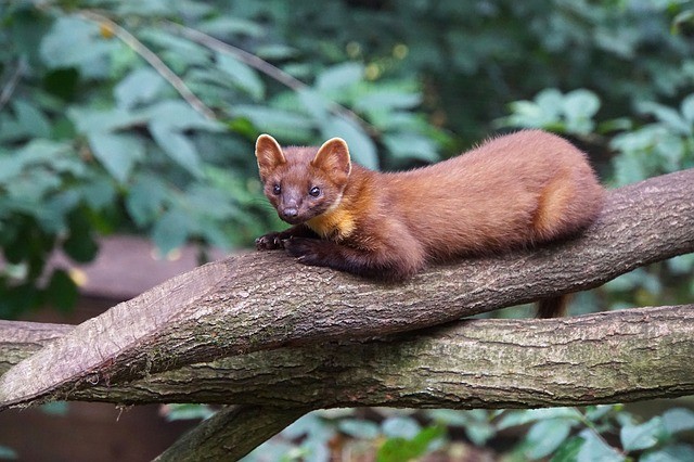The Pine Marten is among the Unique Animals To See In Europe