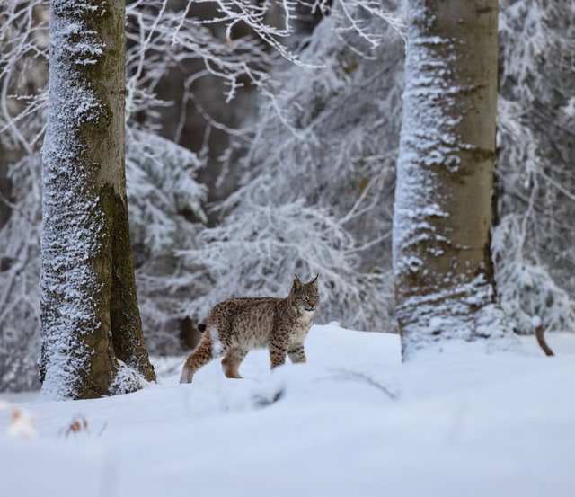 European Lynx in the snow is a Unique Animals To See