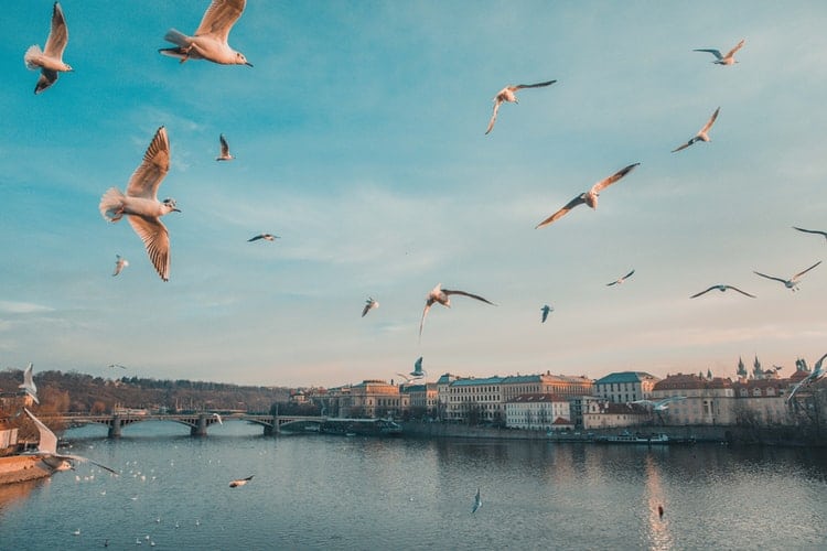 Bridges and birds in Prague