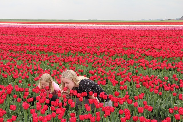 Colorful Red Tulip Fields, The Netherlands