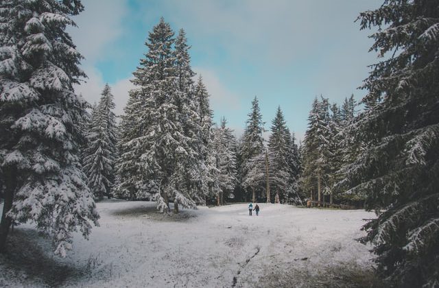 Дрвја во снегот