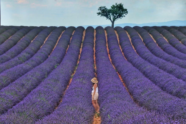 Woman in Lavender fields Provence