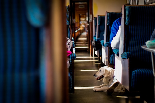 Traveling With Pets on Trains is allowed in many cases